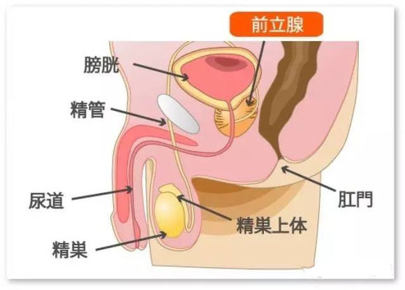 日本前列腺检查