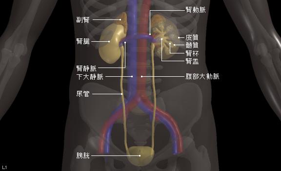 输尿管癌治疗方案