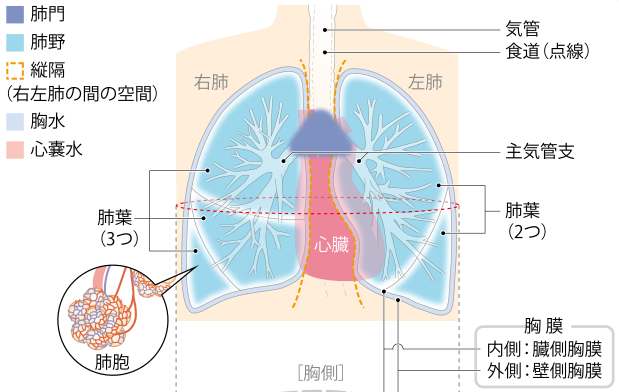 日本治疗肺癌