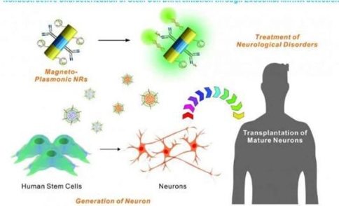 新型纳米技能能增强对干细胞移植的研究
