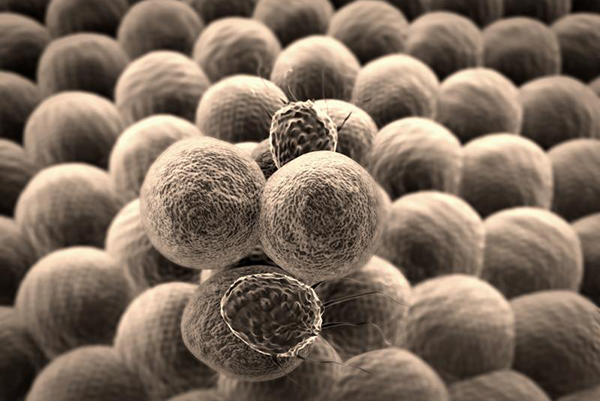 癌症治疗:过渡性t细胞可以帮助改善癌症免疫治疗方法